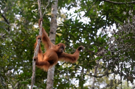 In den letzten 75 Jahren nahm der Bestand an Orang-Utans um über 80% ab.